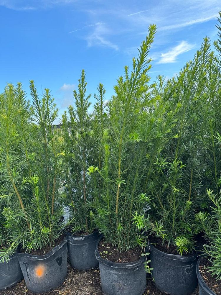 podocarpus-macrophyllus-maki-japanese-yew