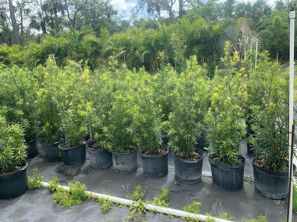 podocarpus-macrophyllus-maki-japanese-yew