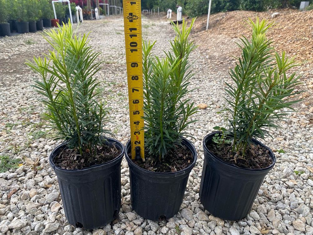 podocarpus-macrophyllus-maki-japanese-yew