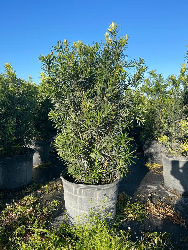 podocarpus-macrophyllus-maki-japanese-yew