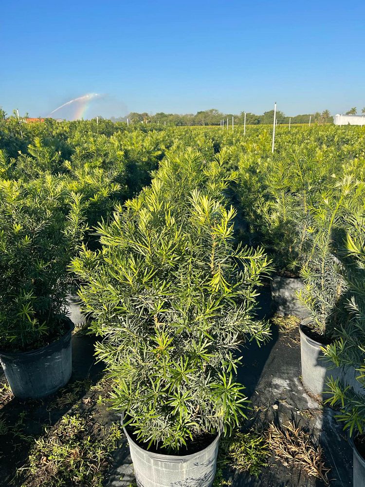 podocarpus-macrophyllus-maki-japanese-yew