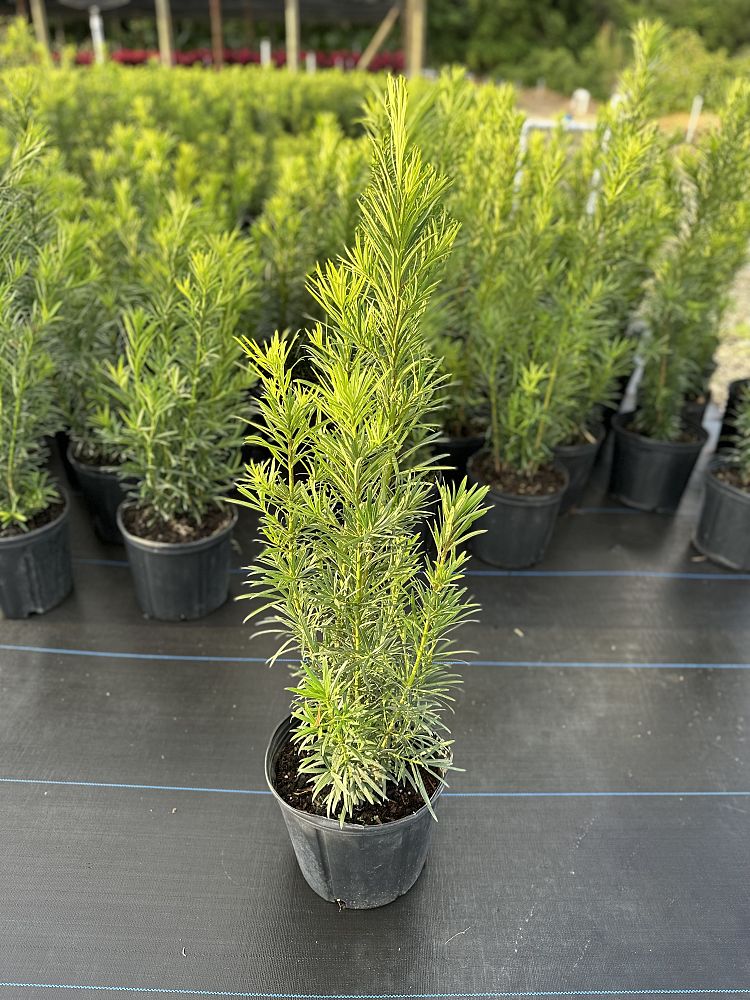 podocarpus-macrophyllus-maki-japanese-yew