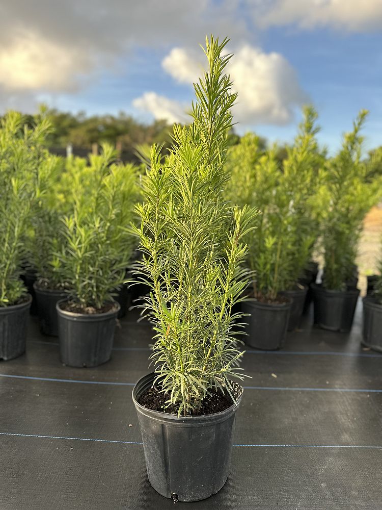 podocarpus-macrophyllus-maki-japanese-yew