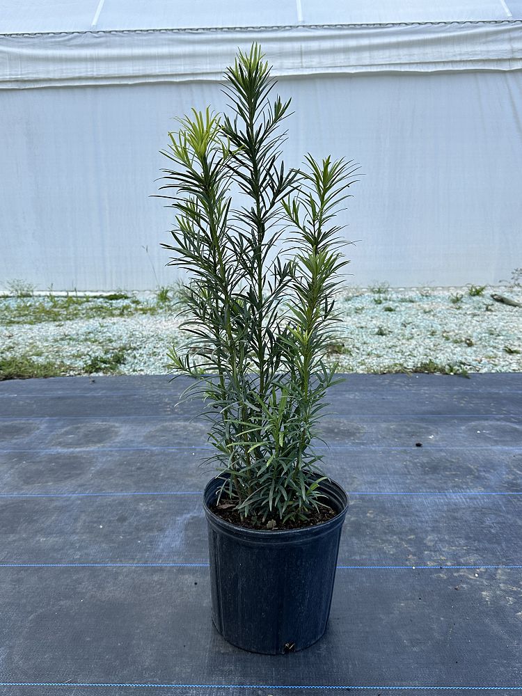 podocarpus-macrophyllus-maki-japanese-yew