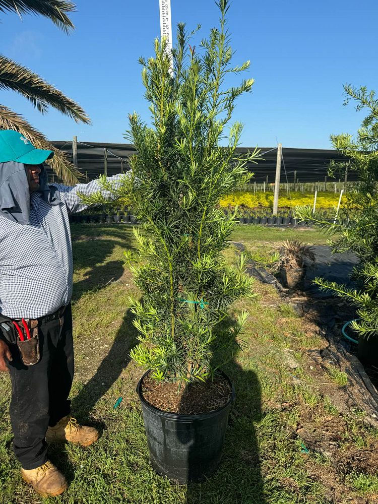 podocarpus-macrophyllus-maki-japanese-yew