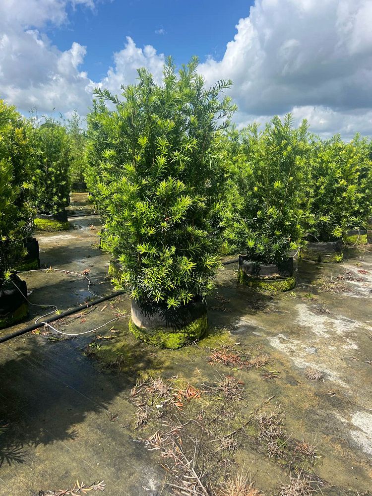 podocarpus-macrophyllus-maki-japanese-yew