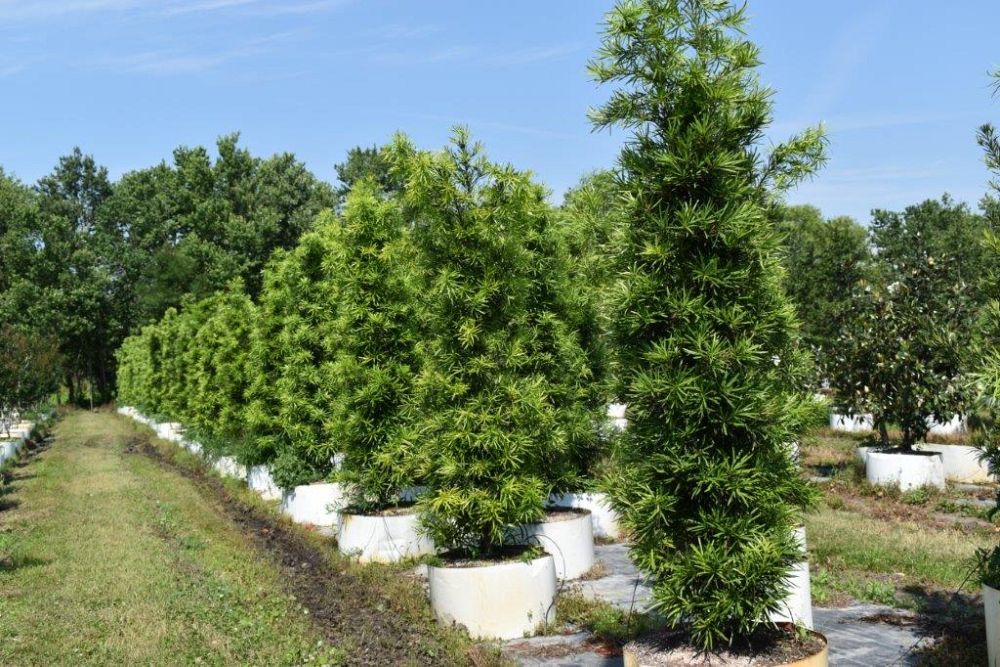 podocarpus-macrophyllus-maki-japanese-yew