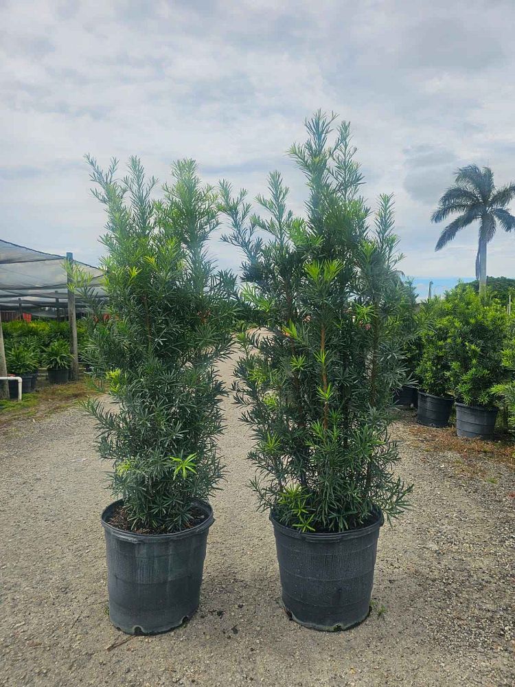 podocarpus-macrophyllus-maki-japanese-yew