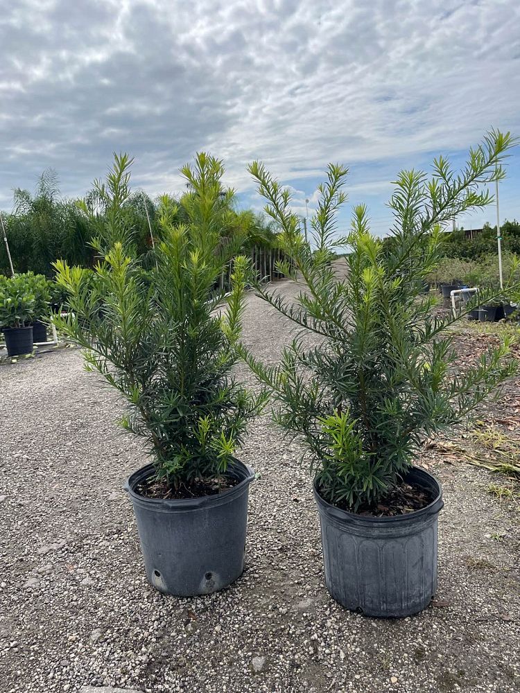 podocarpus-macrophyllus-maki-japanese-yew