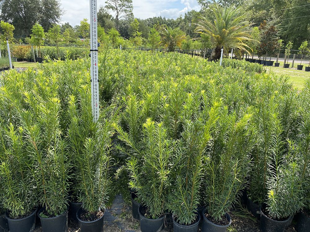 podocarpus-macrophyllus-maki-japanese-yew