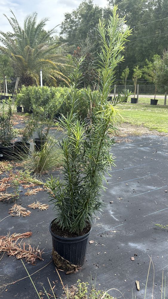 podocarpus-macrophyllus-maki-japanese-yew