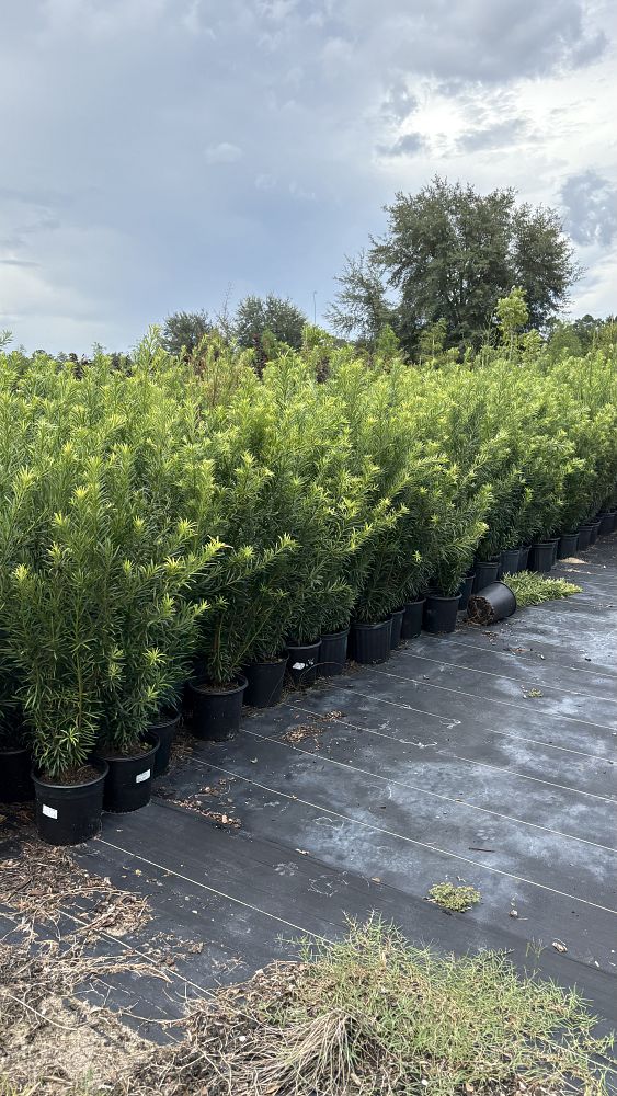 podocarpus-macrophyllus-maki-japanese-yew