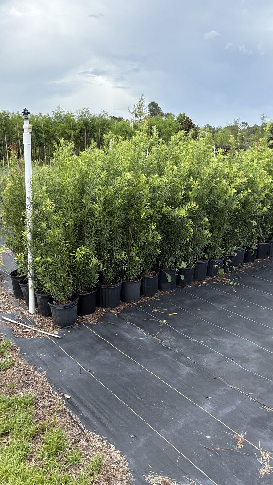 podocarpus-macrophyllus-maki-japanese-yew