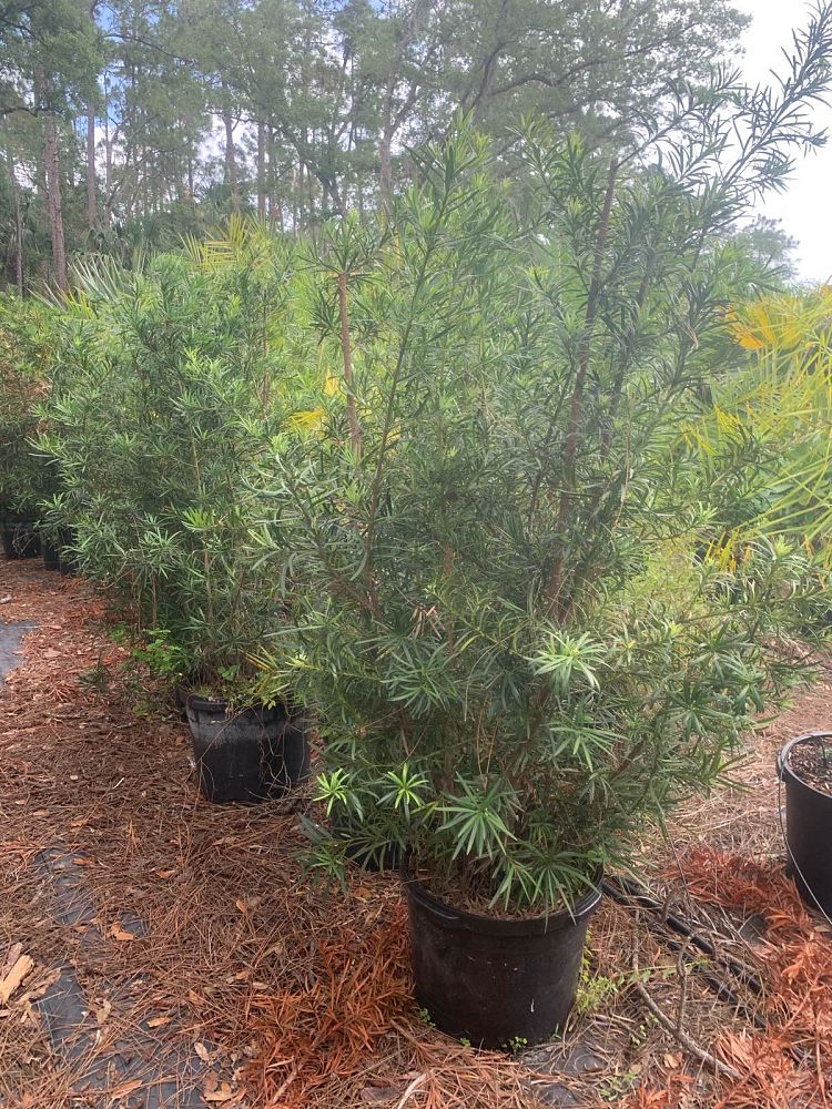 podocarpus-macrophyllus-maki-japanese-yew