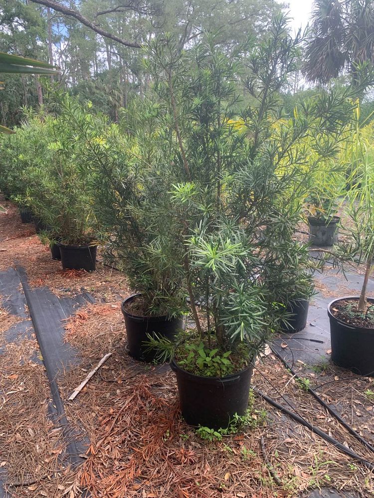 podocarpus-macrophyllus-maki-japanese-yew