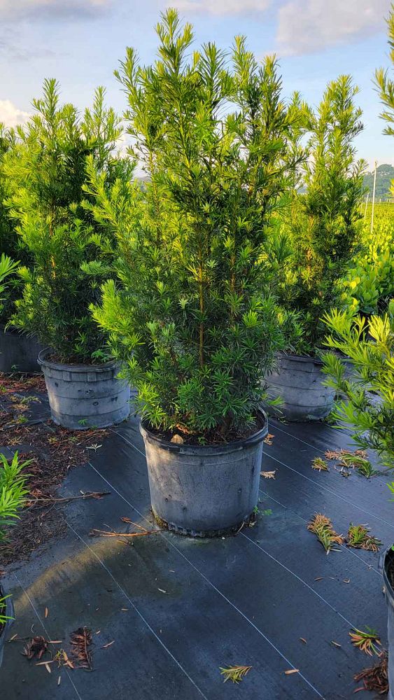 podocarpus-macrophyllus-maki-japanese-yew