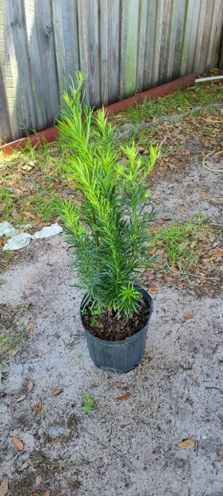 podocarpus-macrophyllus-maki-japanese-yew