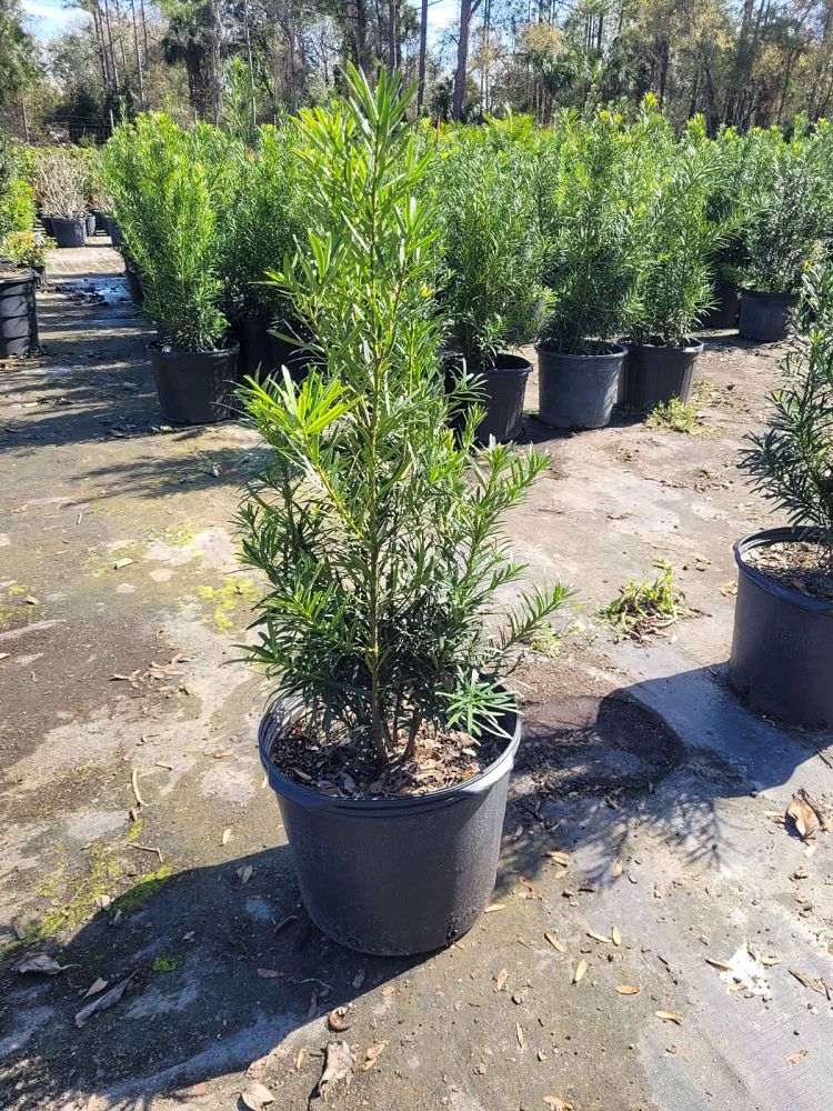 podocarpus-macrophyllus-maki-japanese-yew