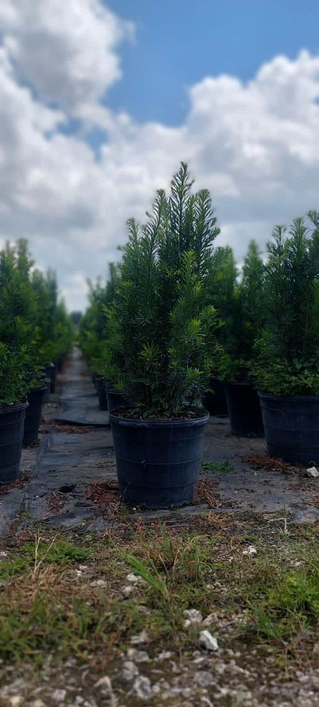 podocarpus-macrophyllus-maki-japanese-yew