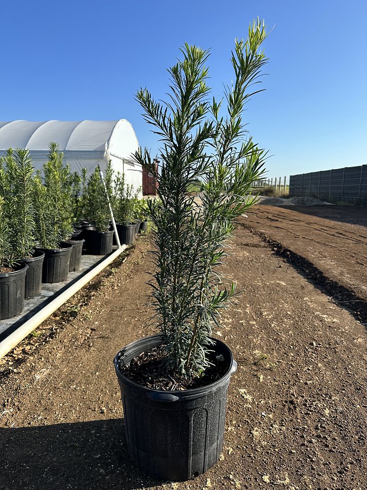 podocarpus-macrophyllus-maki-japanese-yew