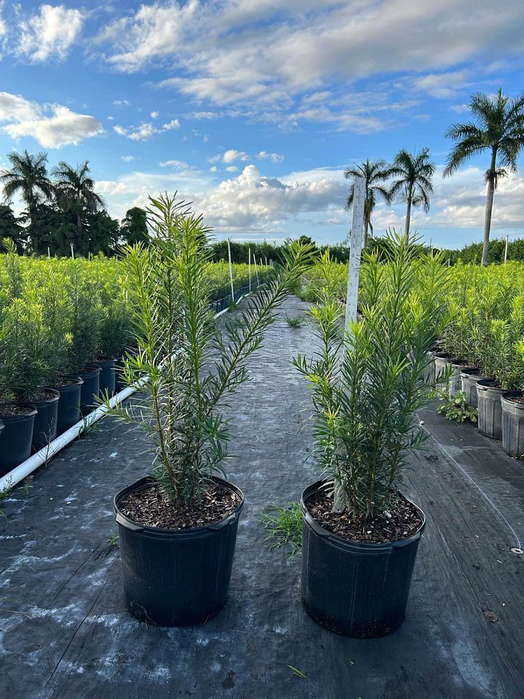 podocarpus-macrophyllus-maki-japanese-yew