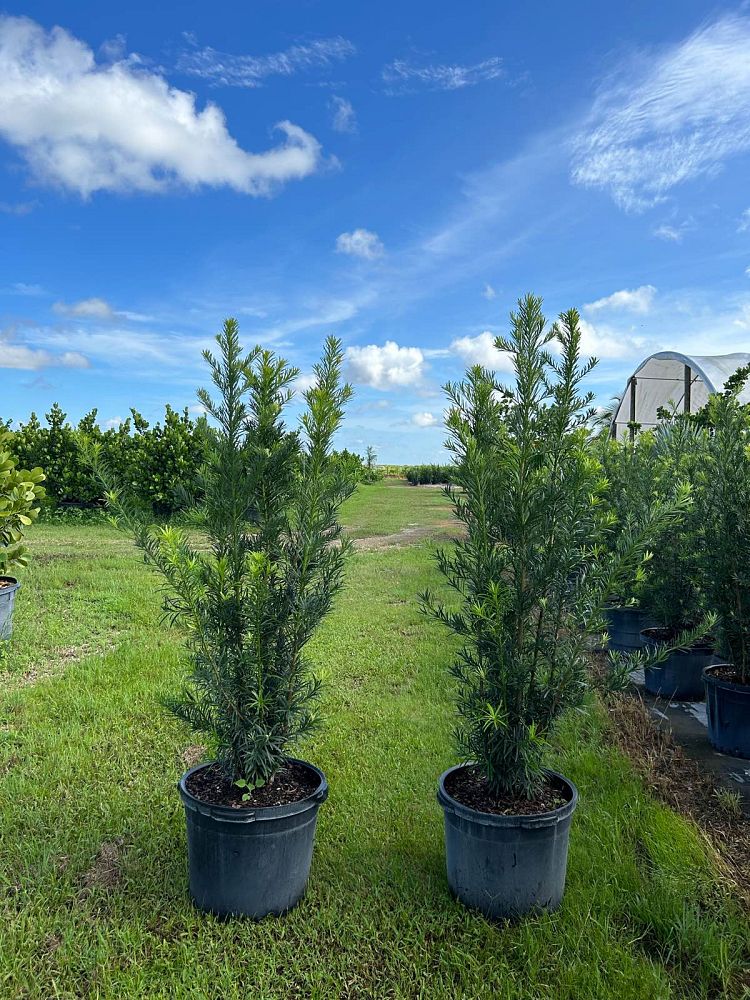 podocarpus-macrophyllus-maki-japanese-yew
