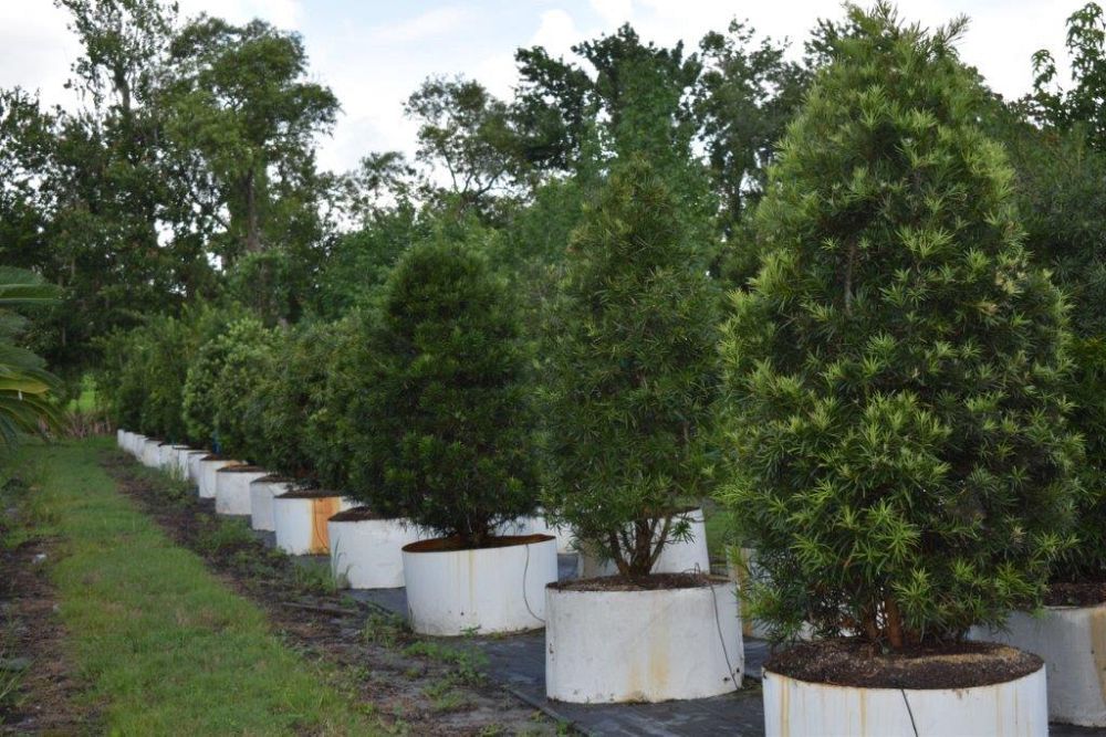 podocarpus-macrophyllus-maki-japanese-yew