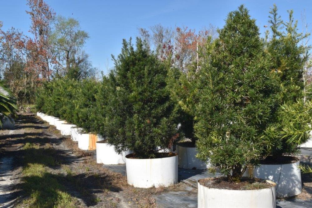 podocarpus-macrophyllus-maki-japanese-yew