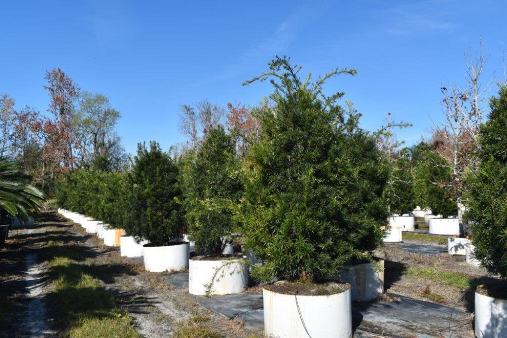podocarpus-macrophyllus-maki-japanese-yew