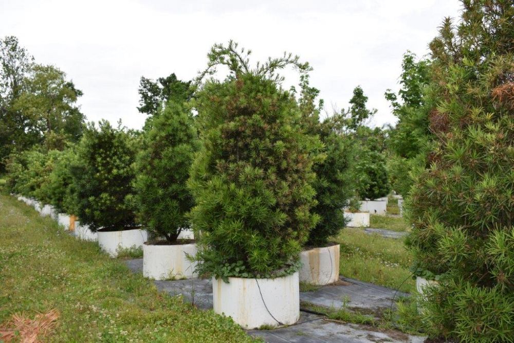 podocarpus-macrophyllus-maki-japanese-yew