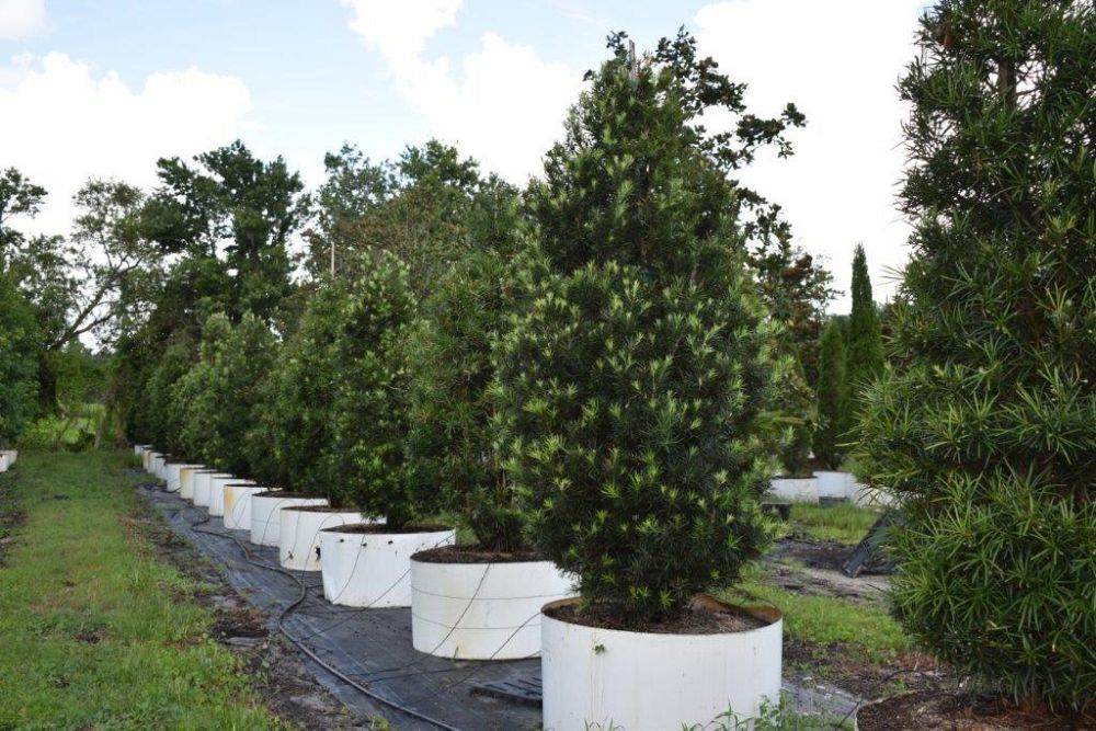 podocarpus-macrophyllus-maki-japanese-yew