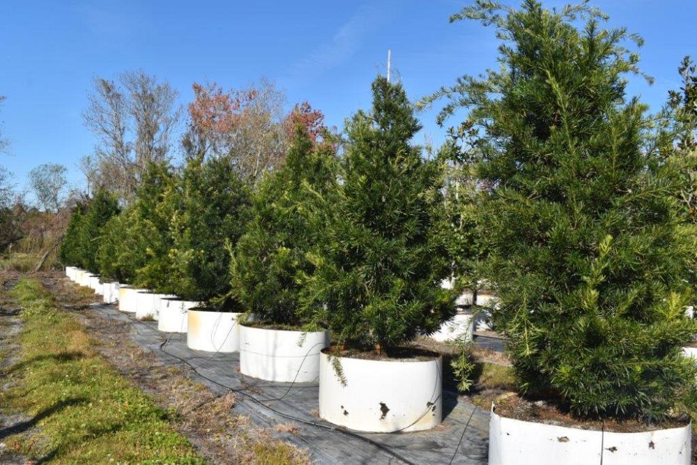 podocarpus-macrophyllus-maki-japanese-yew