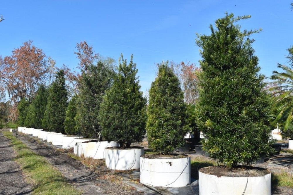 podocarpus-macrophyllus-maki-japanese-yew