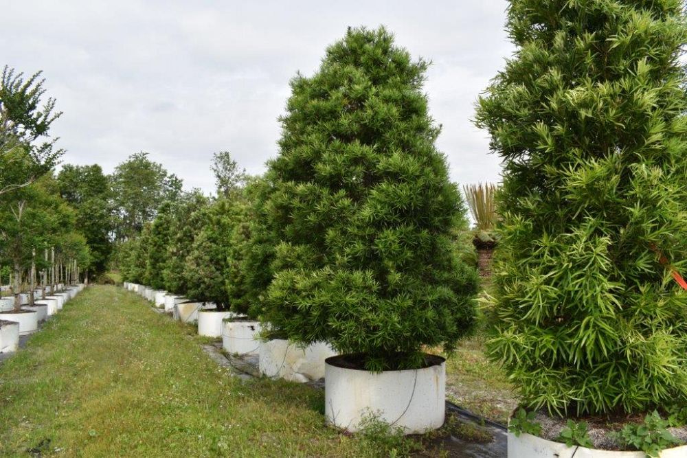 podocarpus-macrophyllus-maki-japanese-yew