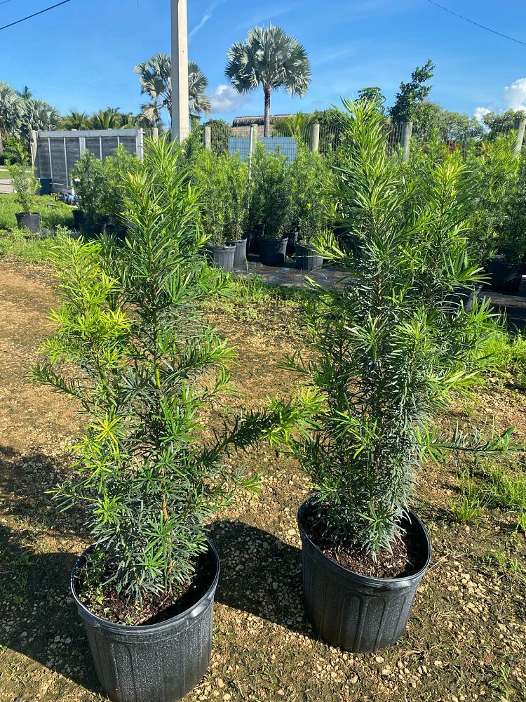 podocarpus-macrophyllus-maki-japanese-yew