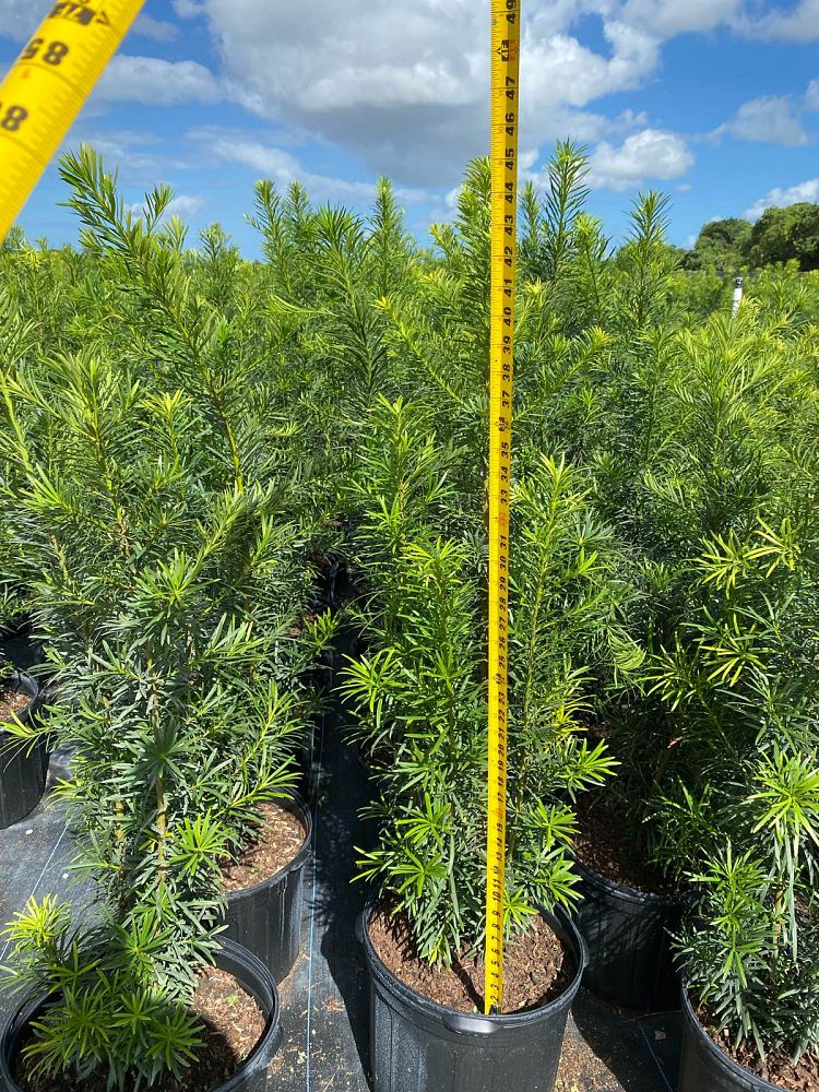 podocarpus-macrophyllus-maki-japanese-yew