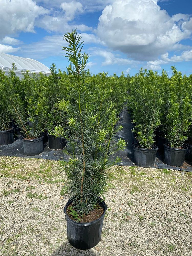 podocarpus-macrophyllus-maki-japanese-yew