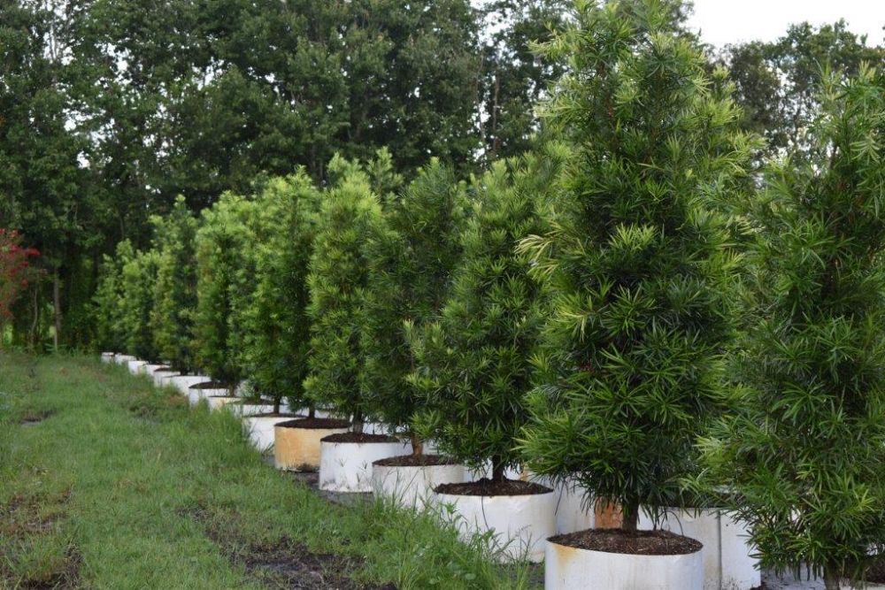 podocarpus-macrophyllus-maki-japanese-yew