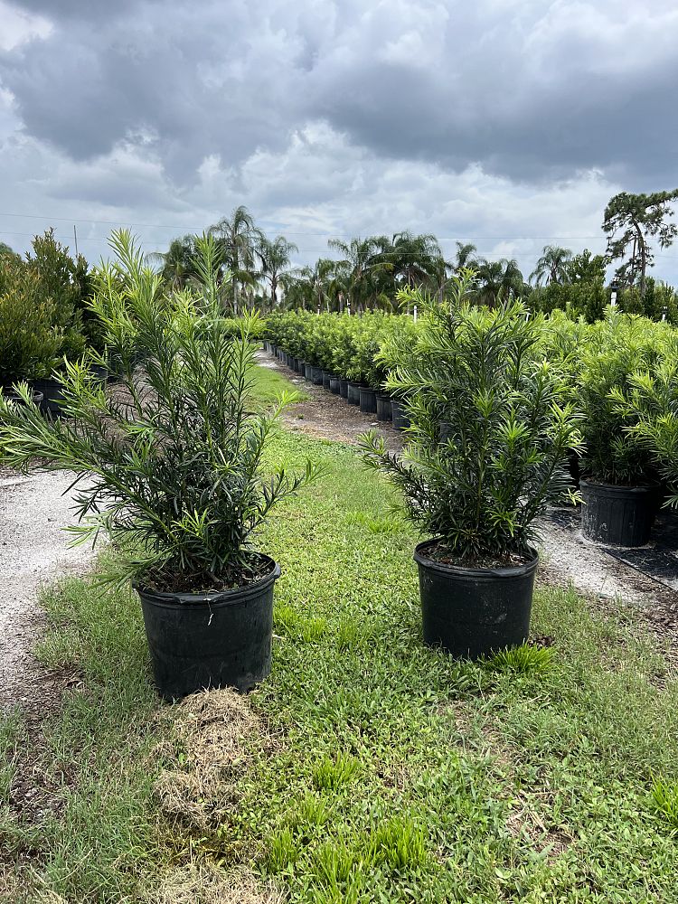 podocarpus-macrophyllus-maki-japanese-yew