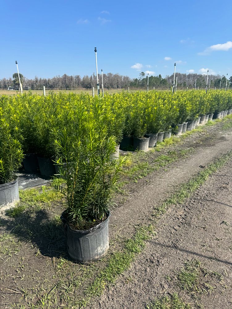 podocarpus-macrophyllus-maki-japanese-yew