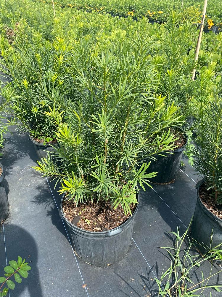 podocarpus-macrophyllus-maki-japanese-yew