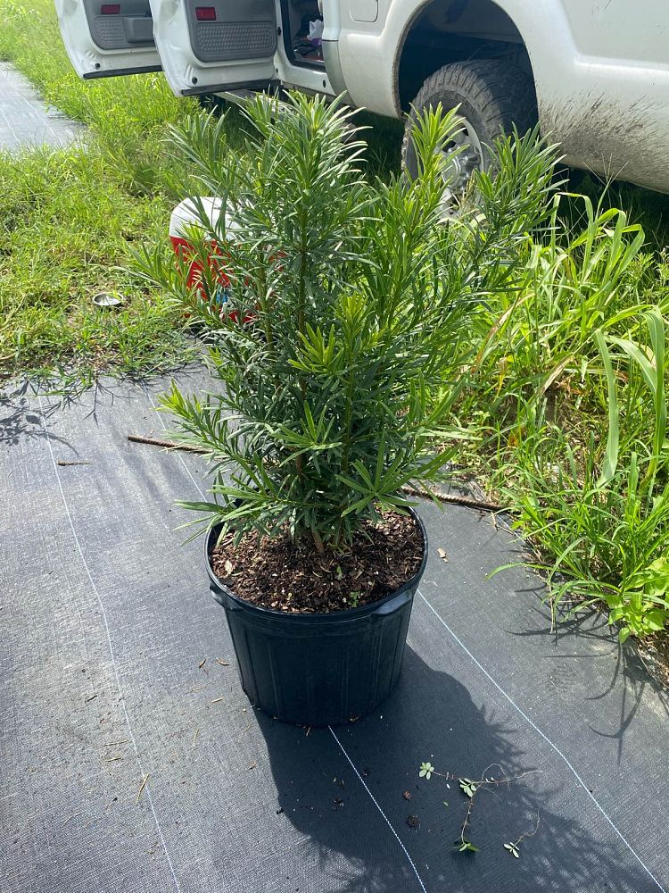 podocarpus-macrophyllus-maki-japanese-yew