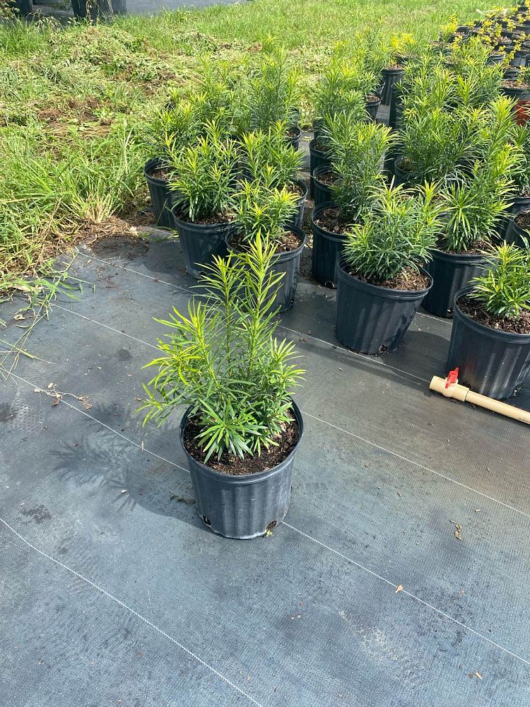 podocarpus-macrophyllus-maki-japanese-yew