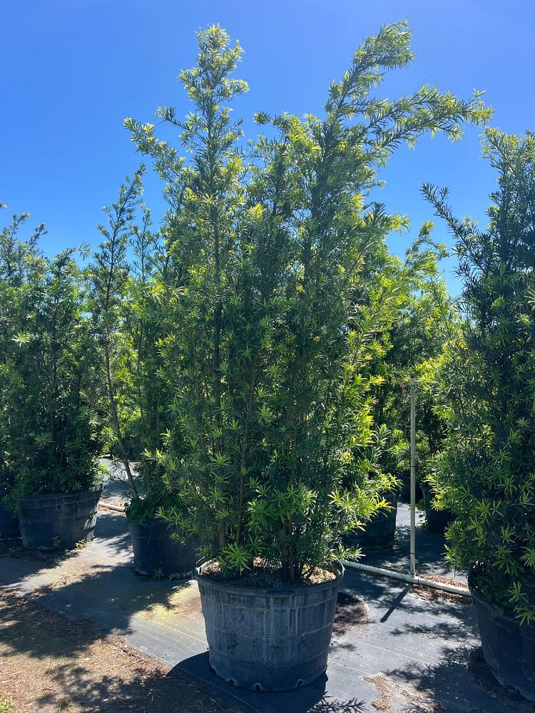 podocarpus-macrophyllus-maki-japanese-yew