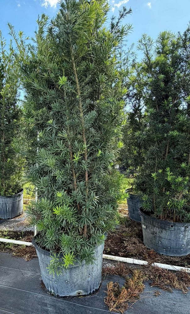 podocarpus-macrophyllus-maki-japanese-yew