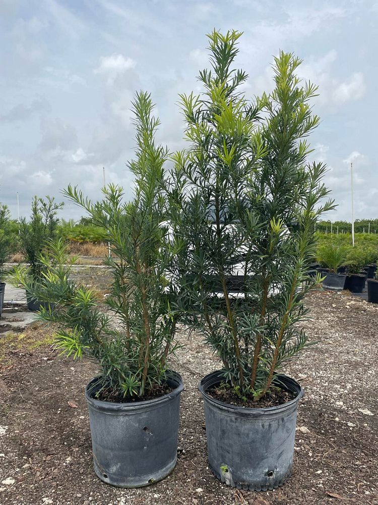 podocarpus-macrophyllus-maki-japanese-yew