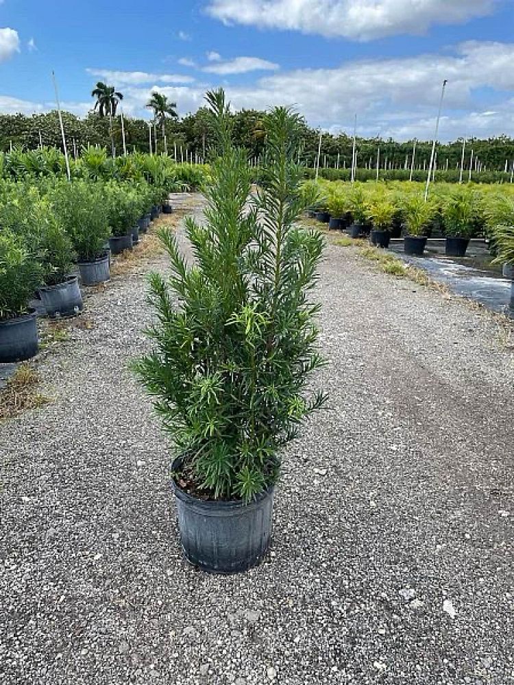 podocarpus-macrophyllus-maki-japanese-yew