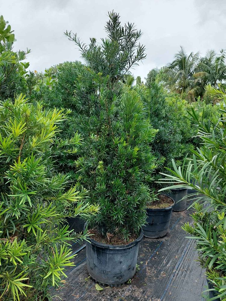 podocarpus-macrophyllus-maki-japanese-yew