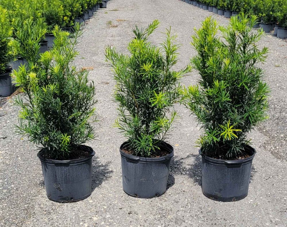 podocarpus-macrophyllus-maki-japanese-yew