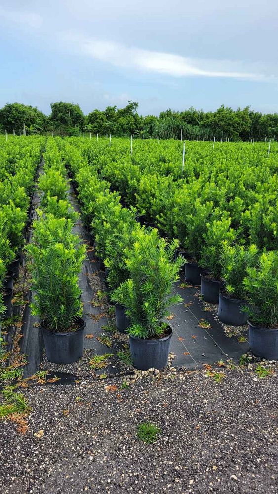 podocarpus-macrophyllus-maki-japanese-yew